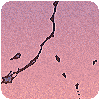 AYAORI*ayane