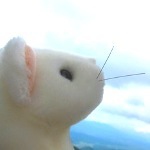 さくら