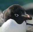 Waddle
