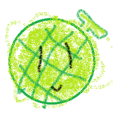 sweet melon