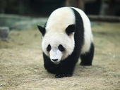 グウェン
