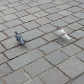 きなコ