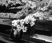近江