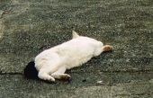 ねむりねこ