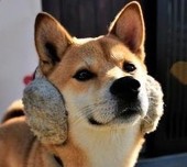 新一