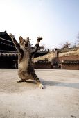 クローバー・トリアージ