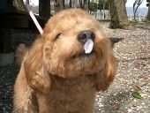 WAKANA
