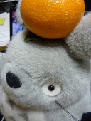 琉