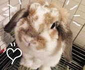 進撃のうさこ