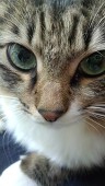 チェシャネコ