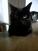 遊戯†black･cat†