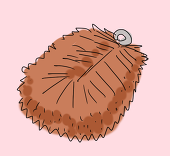 たわし