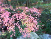 百花の獏