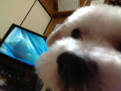 ベネ