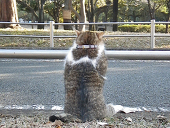 コタ＆フー