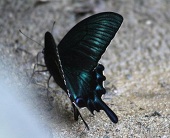 零々@蟲アカ