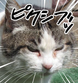 スモ