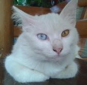 Elegan
