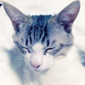 ぷぅ@Twitter募集