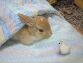 ぽてごん
