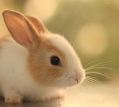 bunnyfayfay