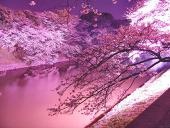 花実