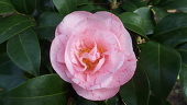 山茶花 椿