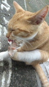 こりん