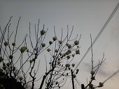 しおさと