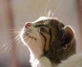 猫鴒