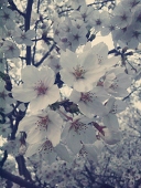 桜観月