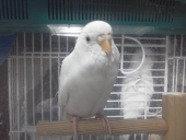 こゆき