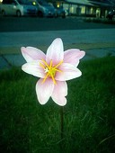 影華.