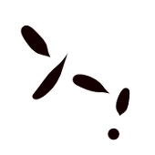 椎野