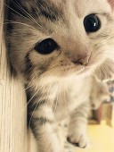 cora
