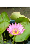 楓