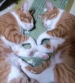 騎士な猫ちゃ