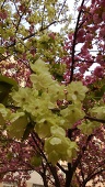 青桜