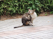 つづる