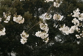 夜桜斗亜
