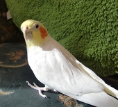 "ε(｡•ө•｡)з"