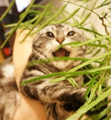 かおる