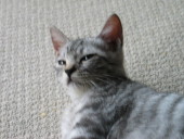 mitu
