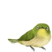 くれは