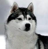 一条 犬子