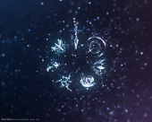 黑の祈愿星