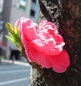 tora