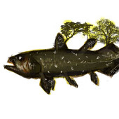 uo