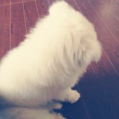 麒兒