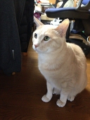 はるじお